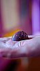 Corso di Cioccolateria ICIF